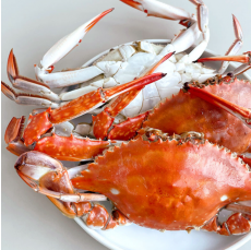 당일 직접조업 서해안 생물 숫꽃게