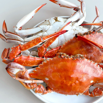 당일 직접조업 서해안 생물 숫꽃게