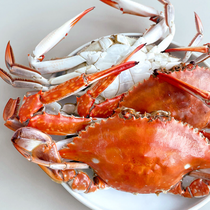 당일 직접조업 서해안 생물 숫꽃게