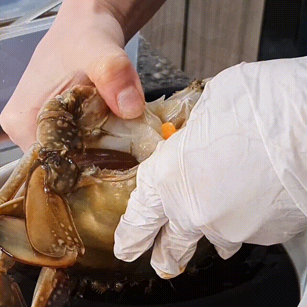 특가 - 알이가듯 암꽃게 간장게장